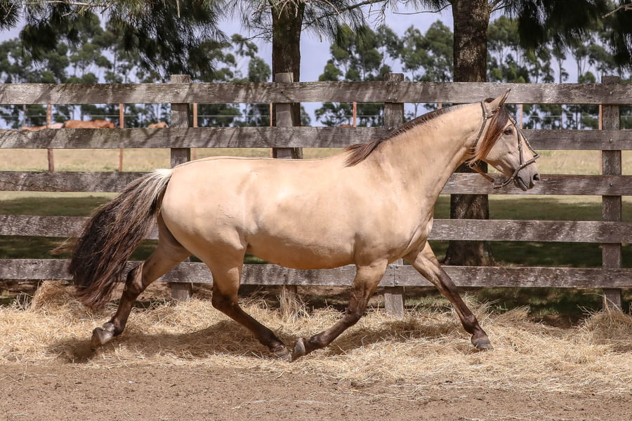 Lote FEDERAL CANTORA