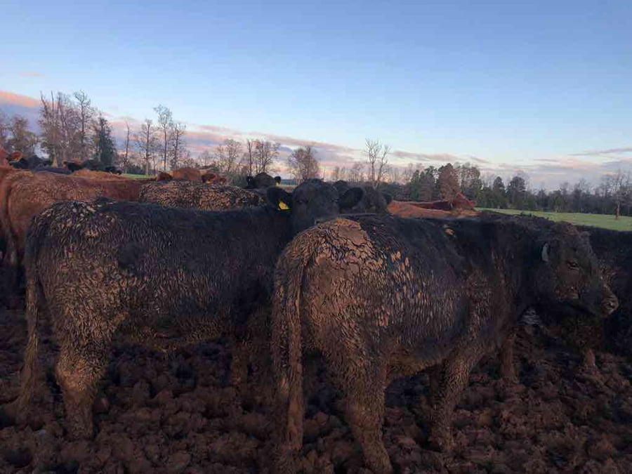 Lote 45 Novillo Gordo en Purranque, X Región Los Lagos