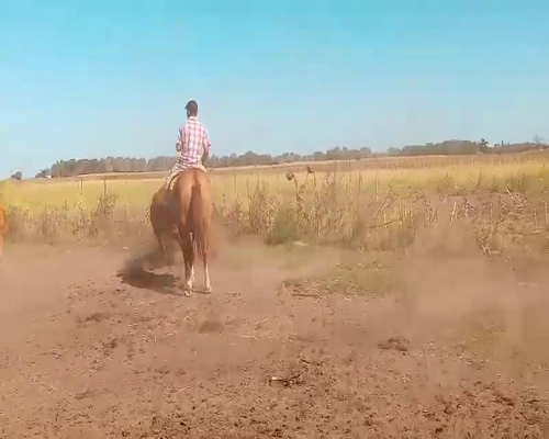 Lote 70 Vacas en Salazar, Buenos Aires