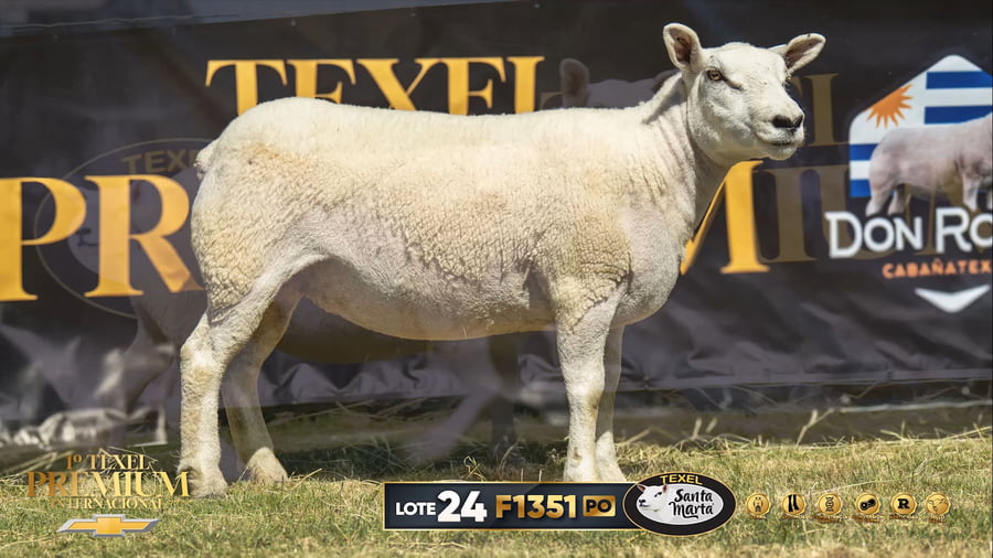 Lote Borregas a remate en 1º Texel Premium Internacional, Canelones