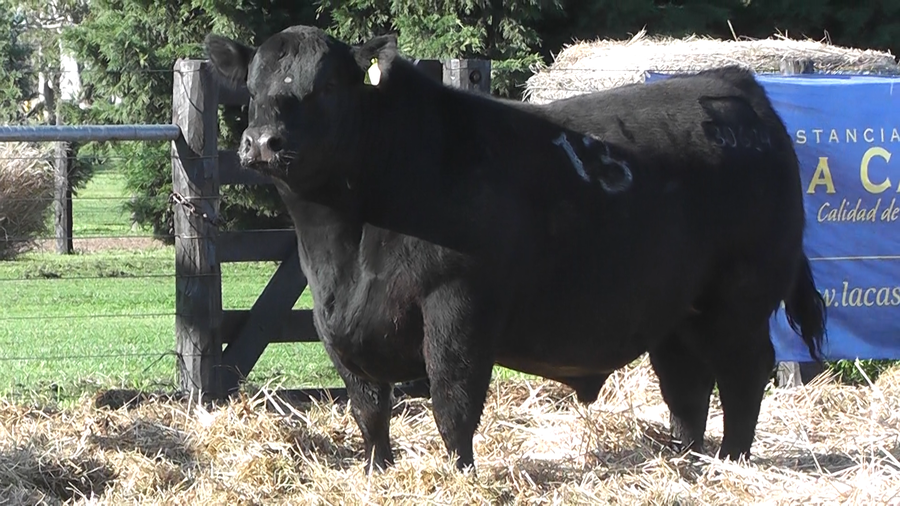 Lote TOROS ANGUS PURO CONTROLADO