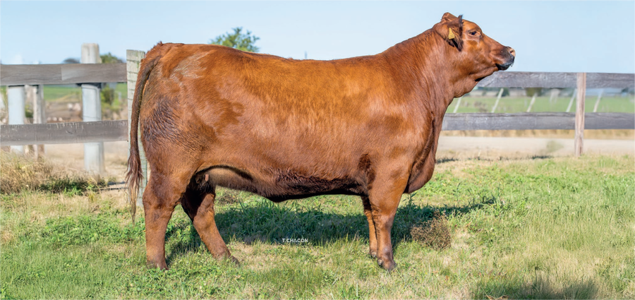 Lote PARRILLA 478 SORPRESA 296 MELLIZA FIV