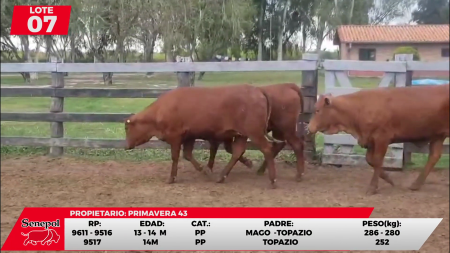 Lote LOTE 7