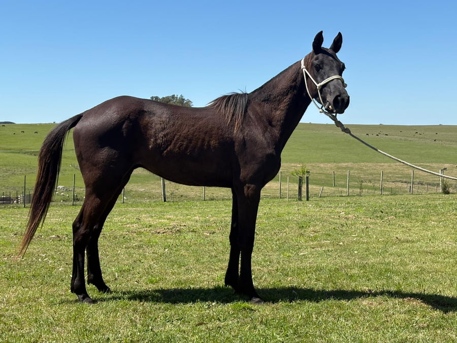 Lote LC AFRICANO 414