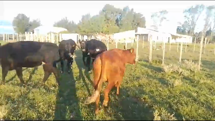 Lote 6 Vaquillonas  Cr AA a remate en Pantalla Camy en Chamizo