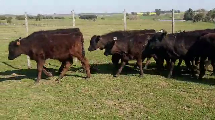 Lote 10 Terneros ANGUS a remate en PANTALLA CAMY - SAN JOSE  1500 VACUNOS 110kg - , San José