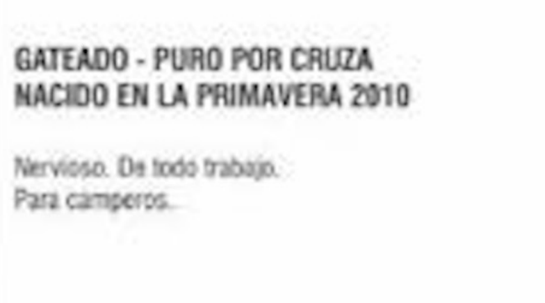 Lote GATEADO PURO POR CRUZA