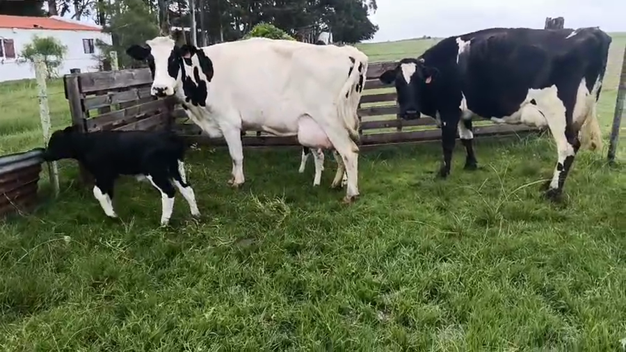 Lote 4 Piezas de cría a remate en Pantalla Camy, San José