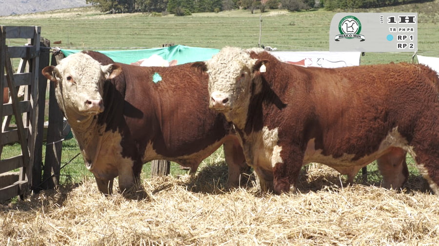 Lote TOROS PUROS REGISTRADOS