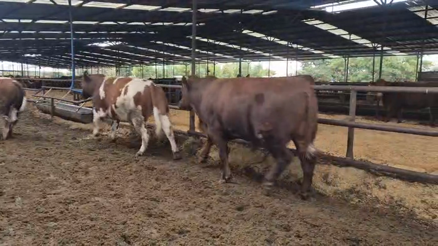 Lote 20 Novillo Gordo en Linares, VII  Región Maule