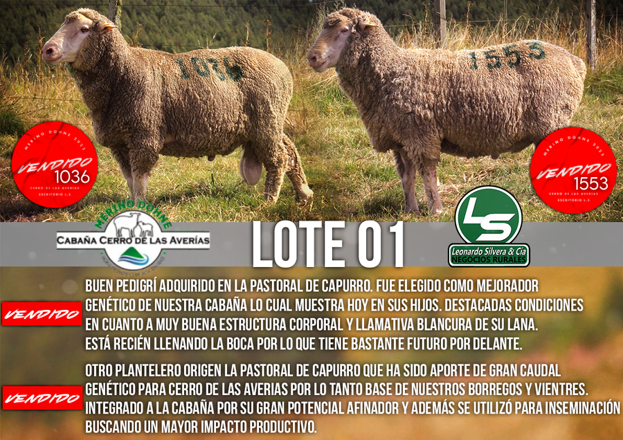 Lote LOTE 01