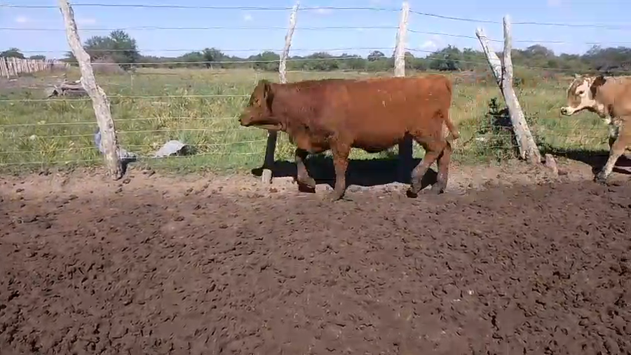 Lote 260 Terneras