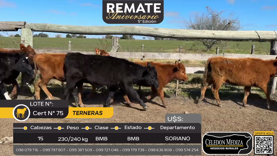 Lote 15 Terneras en Cuchilla del Perdido, Soriano