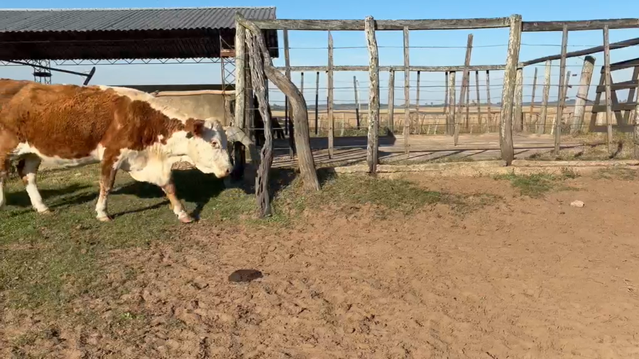Lote 38 Vacas p/ invernar