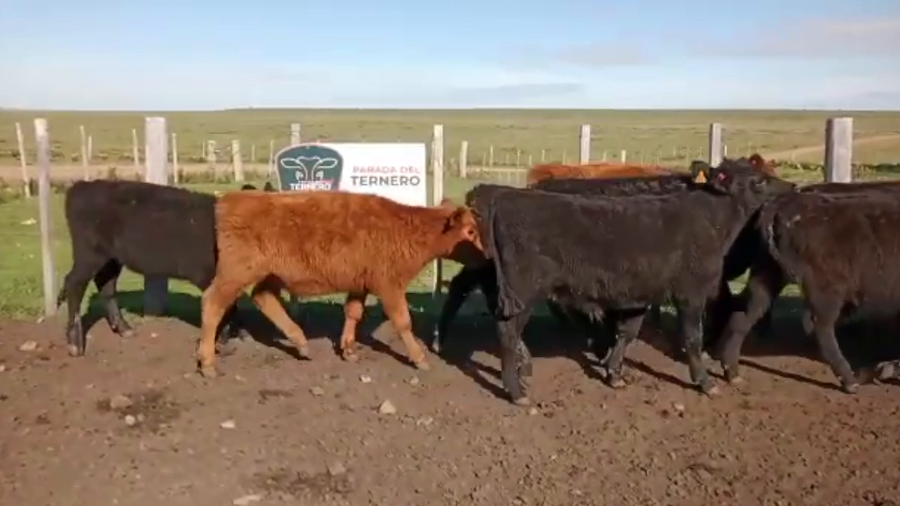Lote 12 Terneros Carnicera a remate en PARADA DEL TERNERO 230kg -  en Parada fariña