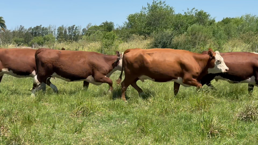 Lote 12 Vaquillonas preñadas en Corrientes, Curuzú-Cuatiá