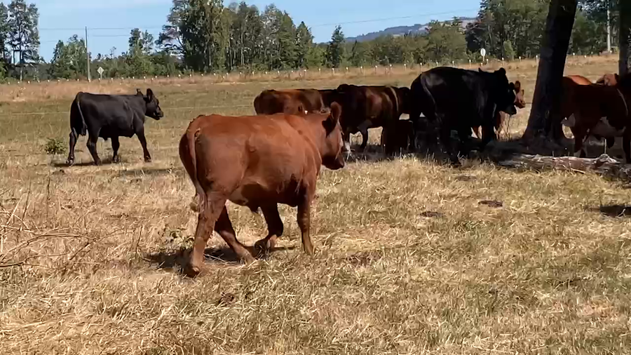 Lote 30 Novillo Engorda en Los Lagos, XIV Región Los Ríos