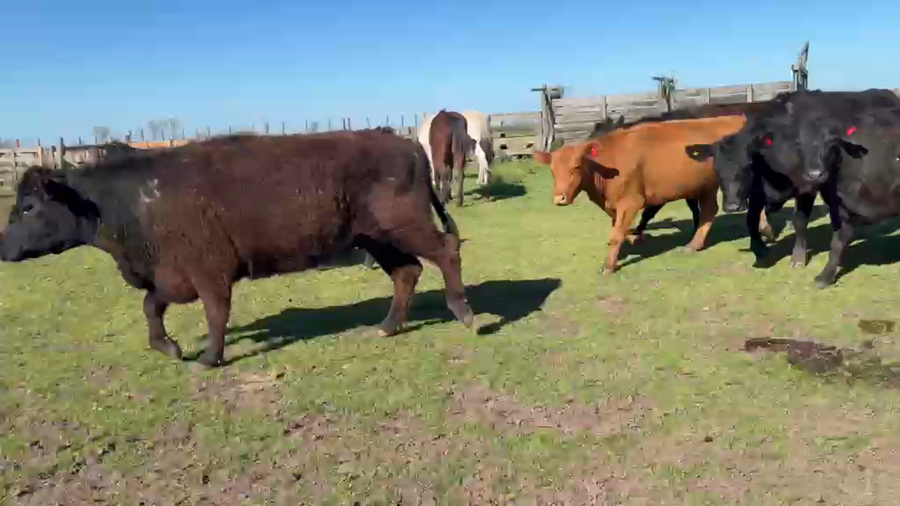 Lote 37 Vacas preñadas en Buenos Aires, 25 de Mayo