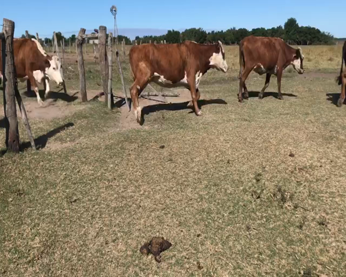 Lote 37 Vacas de invernar en Bella Vista, Corrientes