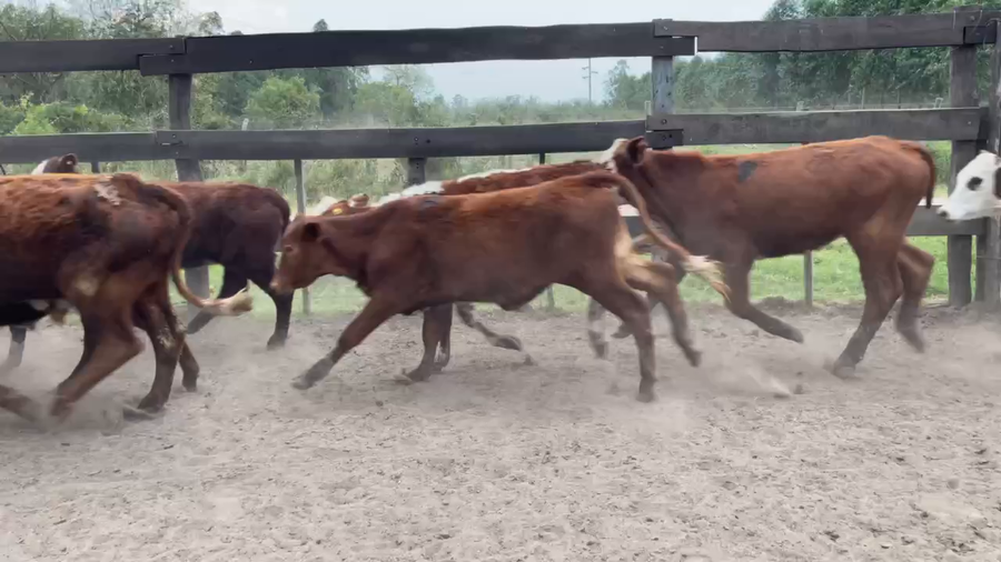 Lote 70 Terneros/as en Bella Vista, Corrientes
