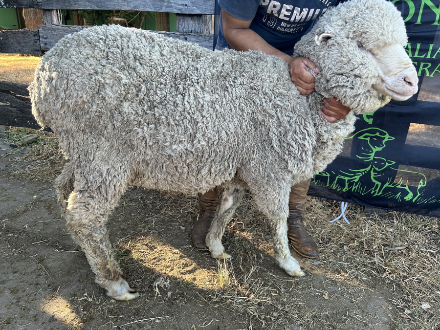 Lote Borrego 4/6D (MO: Si)