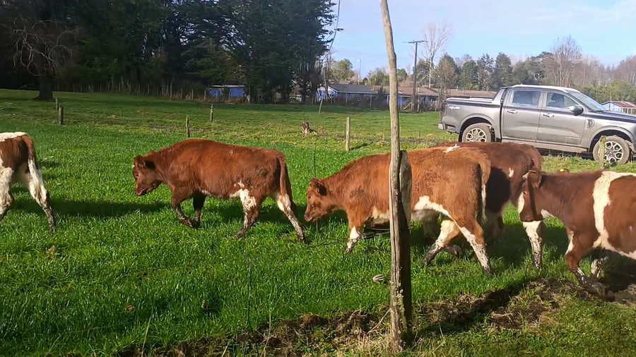 Lote 30 Vaquilla Engorda en Río Bueno, XIV Región Los Ríos