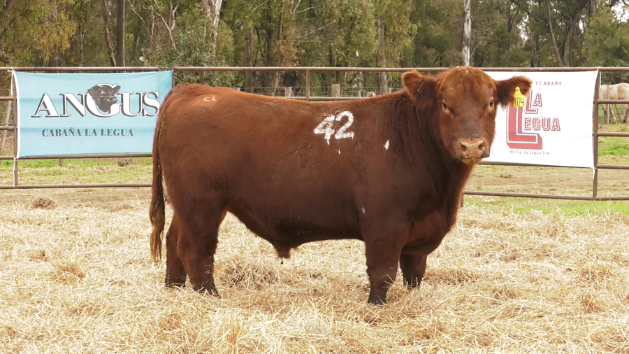Lote TOROS ANGUS COLORADOS  PC