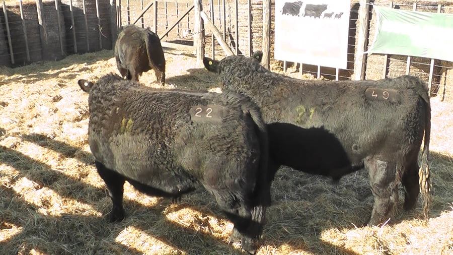 Lote 3 Toros a remate en Cabaña La Escondida de Zuberbühler, Buenos Aires