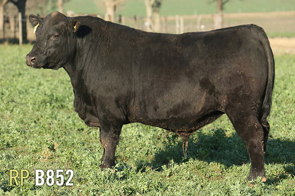 Lote 3 TOROS PUROS DE PEDIGREE