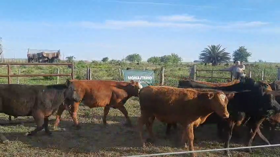 Lote 35 Novillitos en Buenos Aires, Pellegrini