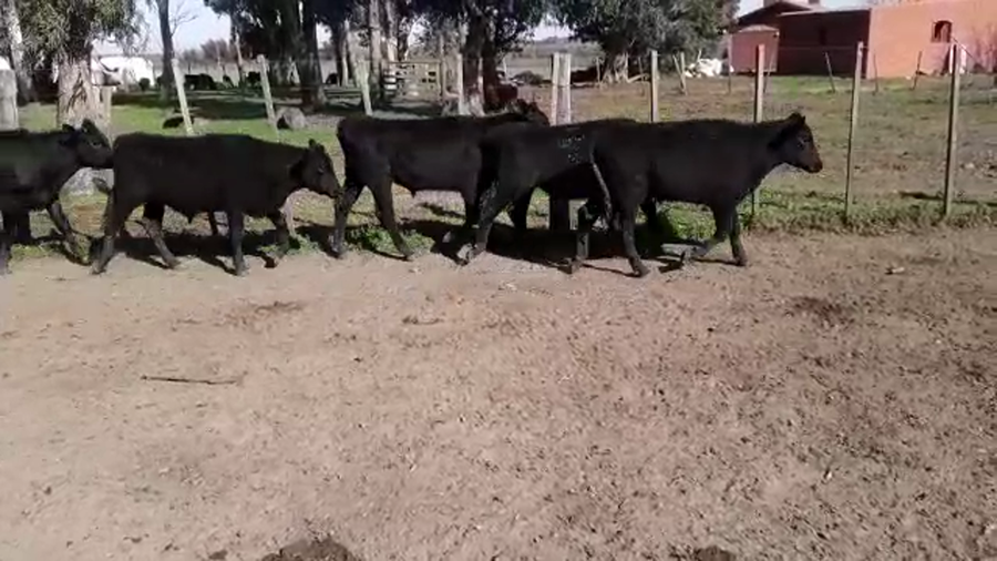 Lote (Vendido)19 Terneros ANGUS a remate en PANTALLA FEDERICO GARLAND 220kg - , Canelones
