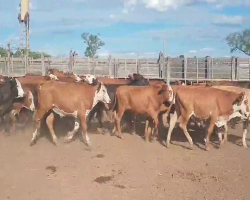 Lote 90 Novillitos en Tintina, Santiago del Estero