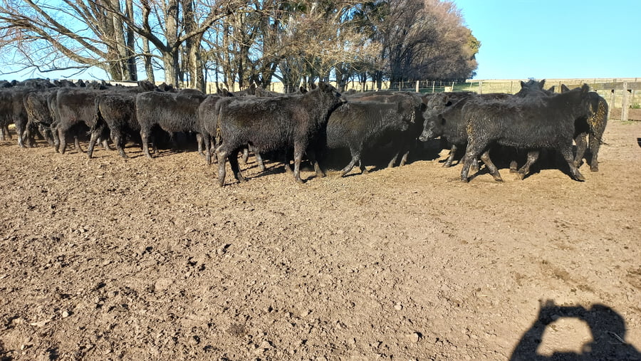 Lote 44 Novillitos en Laprida, Buenos Aires