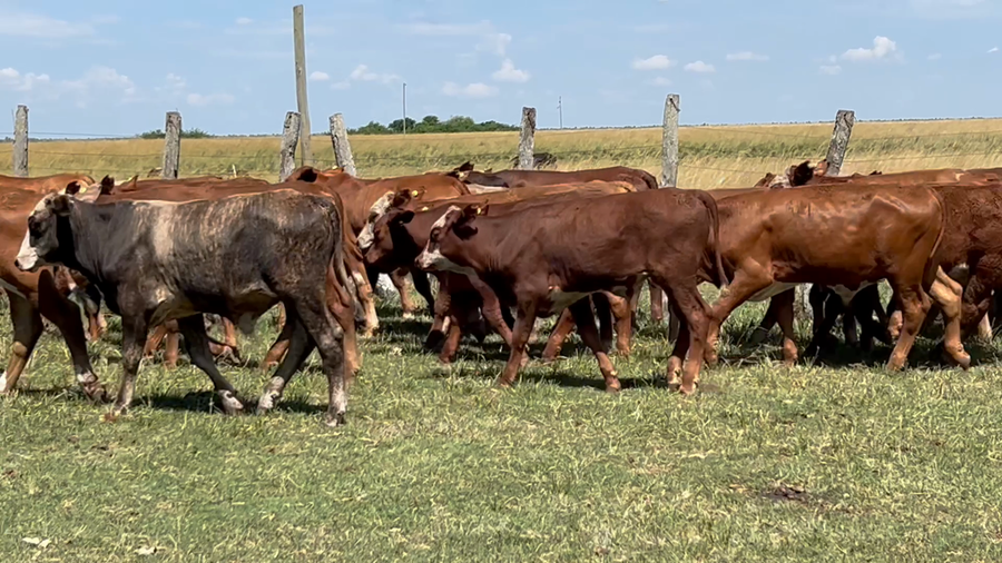 Lote 34 Terneros en Corrientes, Concepción