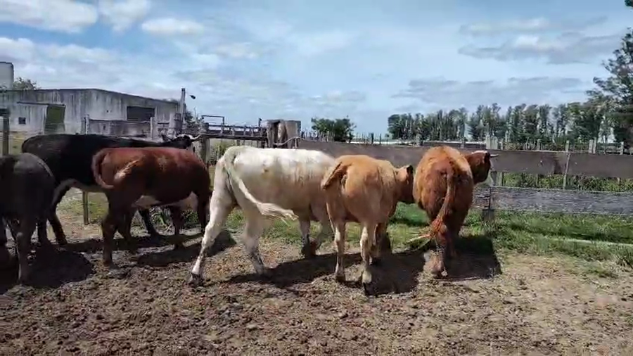 Lote 10 Vaquillonas  a remate en Pantalla Camy, San José