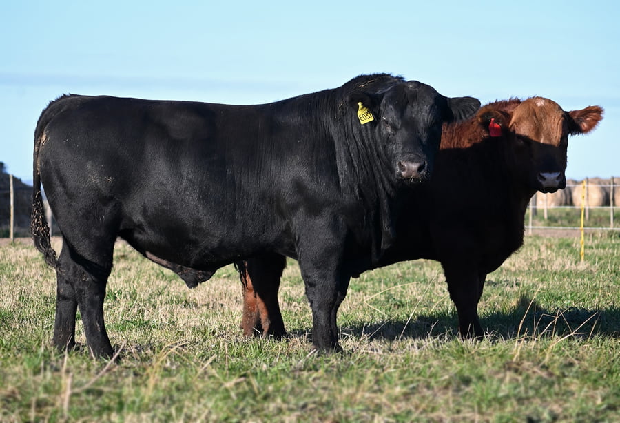 Lote TOROS PUROS DE PEDIGREE