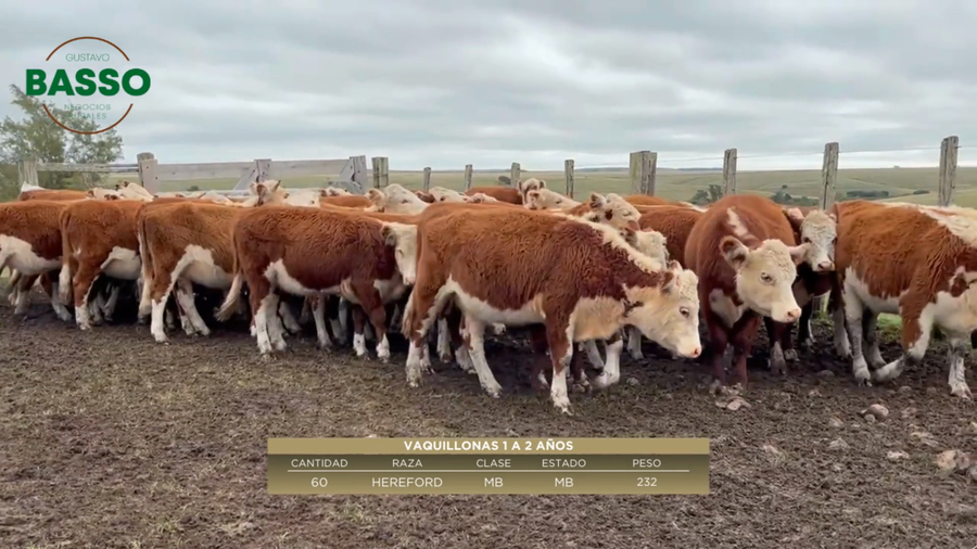 Lote 60 Vaquillonas 1 a 2 años en Queguay, Paysandú