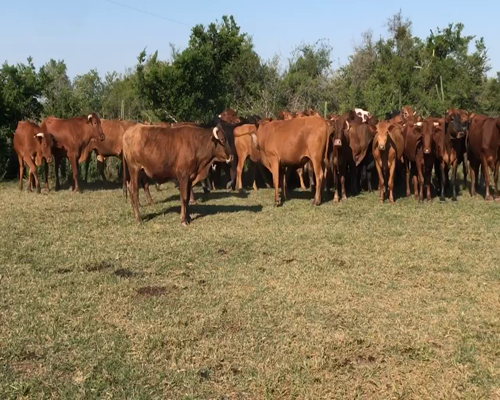 Lote 36 Novillos en Corrientes, Bella Vista