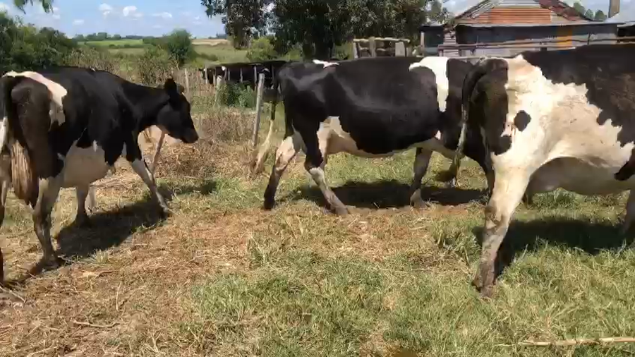 Lote 3 vacas proximas holando