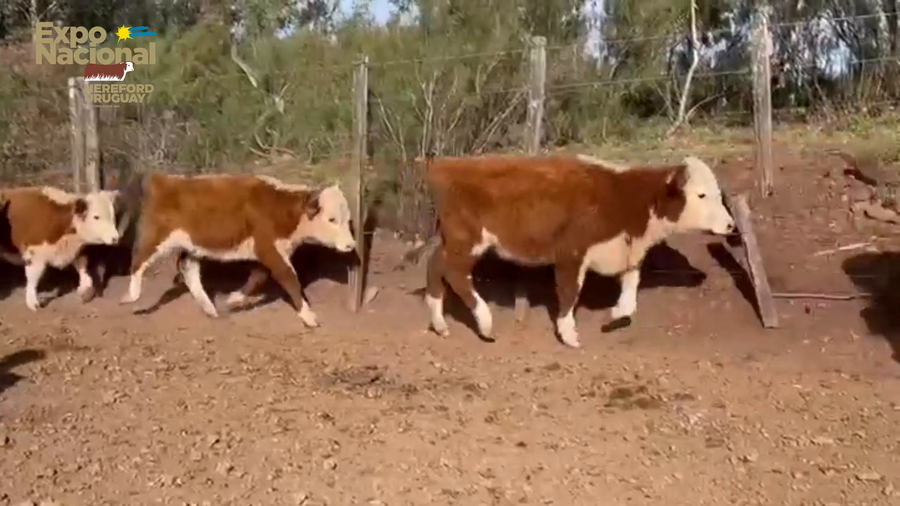 Lote 45 Terneras HEREFORD a remate en Expo Nacional 2022 119kg - , Salto