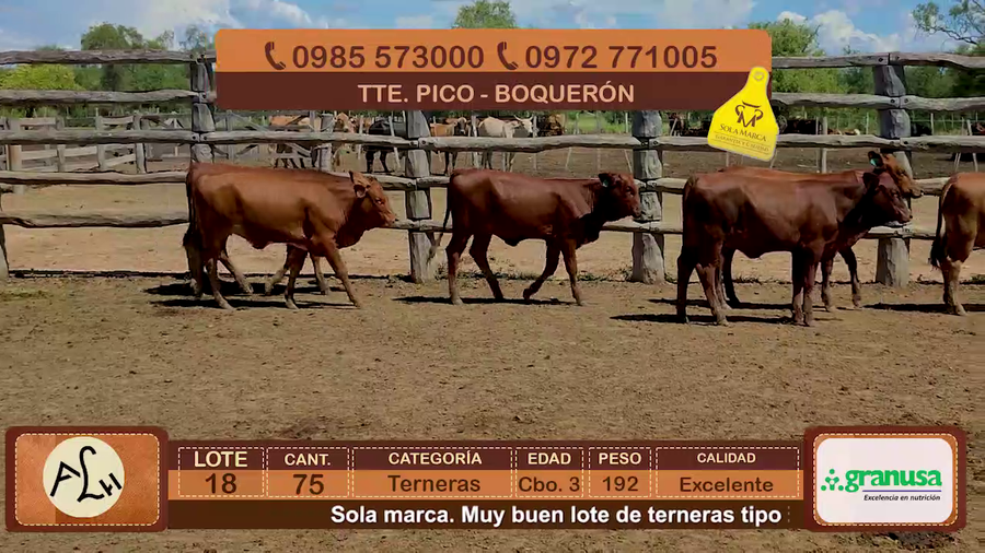 Lote 75 Terneras CBO 3 Tipo Brangus y Acebuzadas. a remate en FERIA ESPECIAL DE TERNEROS CBO. 3 - AGROGANADERA LA HUELLA 192kg - , Boquerón