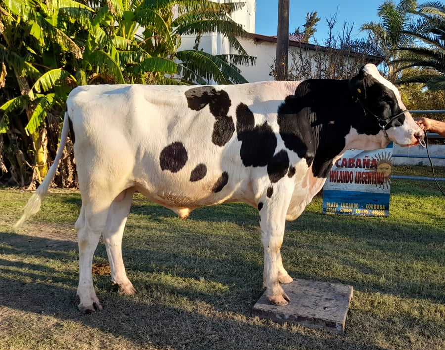 Lote Toros - Establecimiento San Santiago