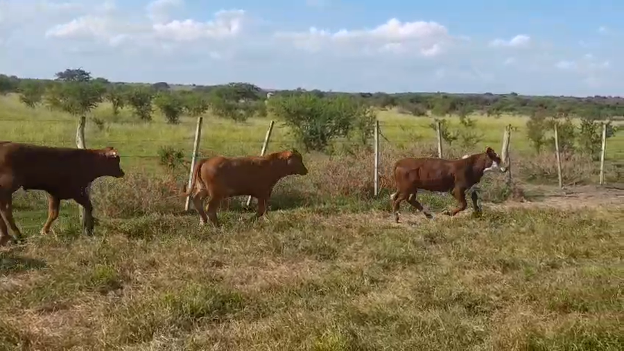Lote 140 Terneros