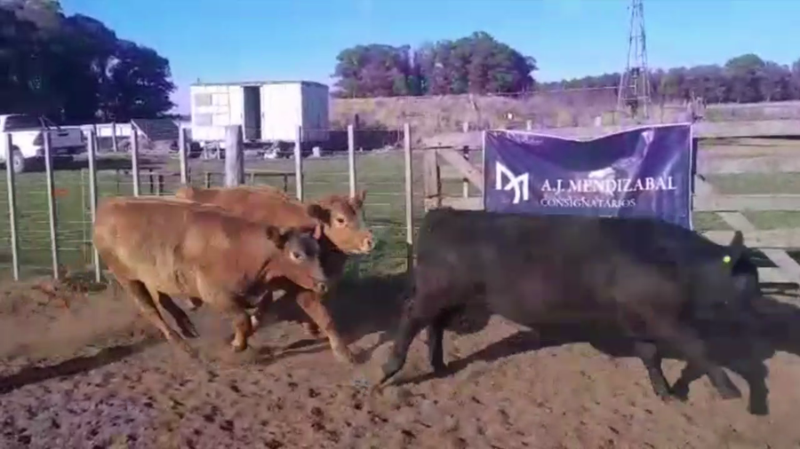 Lote 90 NOVILLITOS, EN GUAMINI, BS. AS.