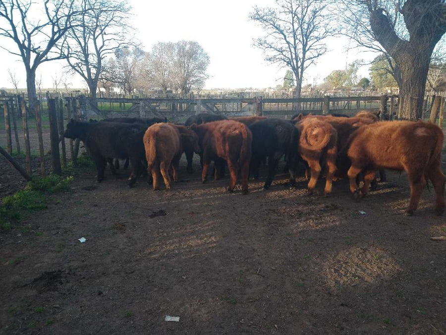 Lote 17 Terneros en Gral. Lamadrid, Buenos Aires