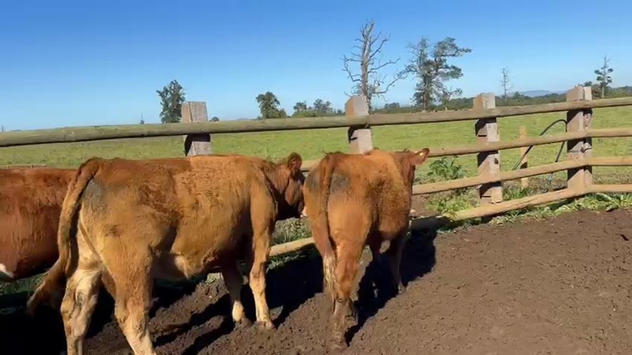 Lote 51 Vaquilla Engorda en Perquenco, IX Región Araucanía