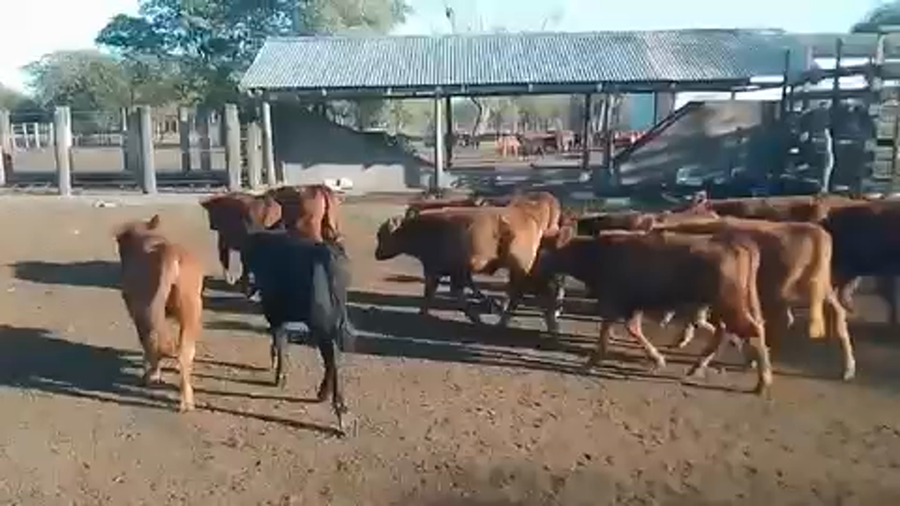 Lote 140 Terneros/as en Sauce, Corrientes