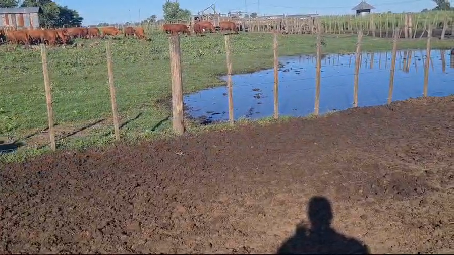 Lote 20 Vaquillonas C/ gtia de preñez