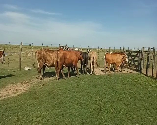 Lote 36 Novillos en Tostado, Santa Fe