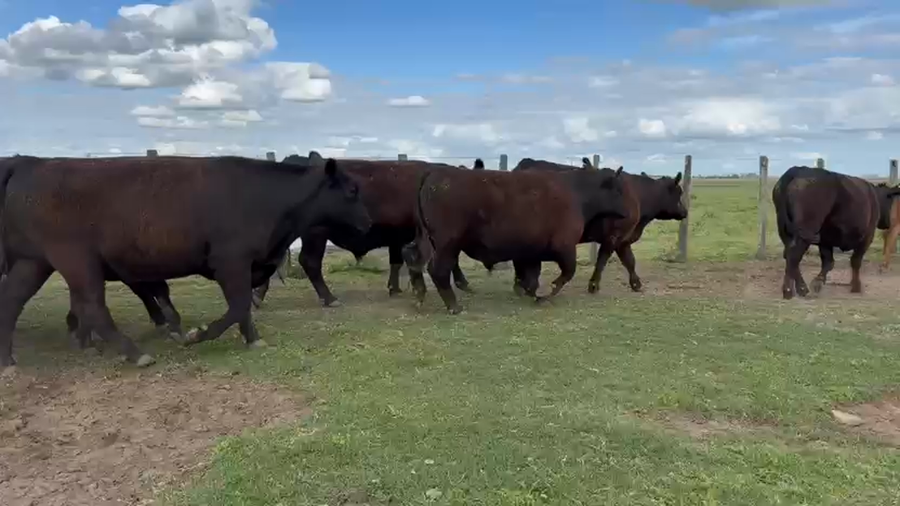 Lote 38 Novillos exportación